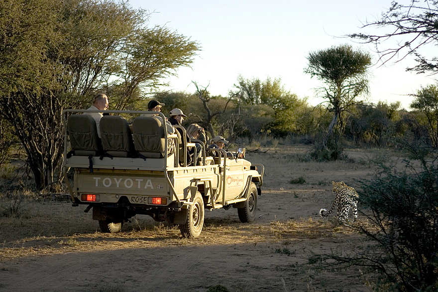 Okonjima Plains Camp: Leopard ganz nah Okonjima Plains Camp: Leopard ganz nah