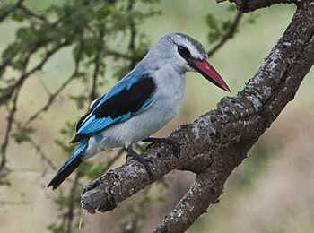 Oliver's Camp: Senegalliest Oliver's Camp: Senegalliest