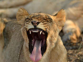 The Royal Madikwe: Löwin