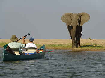 Ruwesi Canoe Trail: Elefant auf einer Sandbank Ruwesi Canoe Trail: Elefant auf einer Sandbank