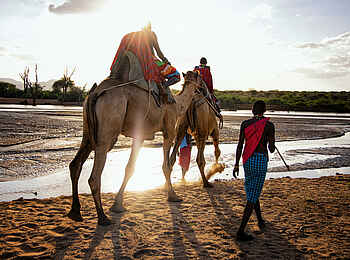 Sasaab Camp: Kamel-Safari Sasaab Camp: Kamel-Safari