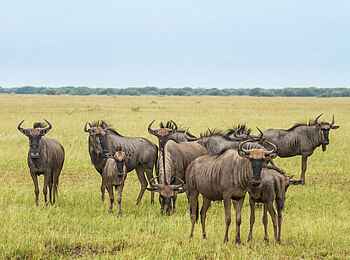 Savute Safari Lodge: Gnus Savute Safari Lodge: Gnus