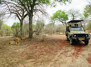 Selous Impala Camp: Löwensichtung bei Safari