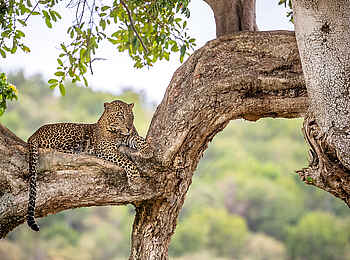 Serian´s Lamai Camp: Leopard
