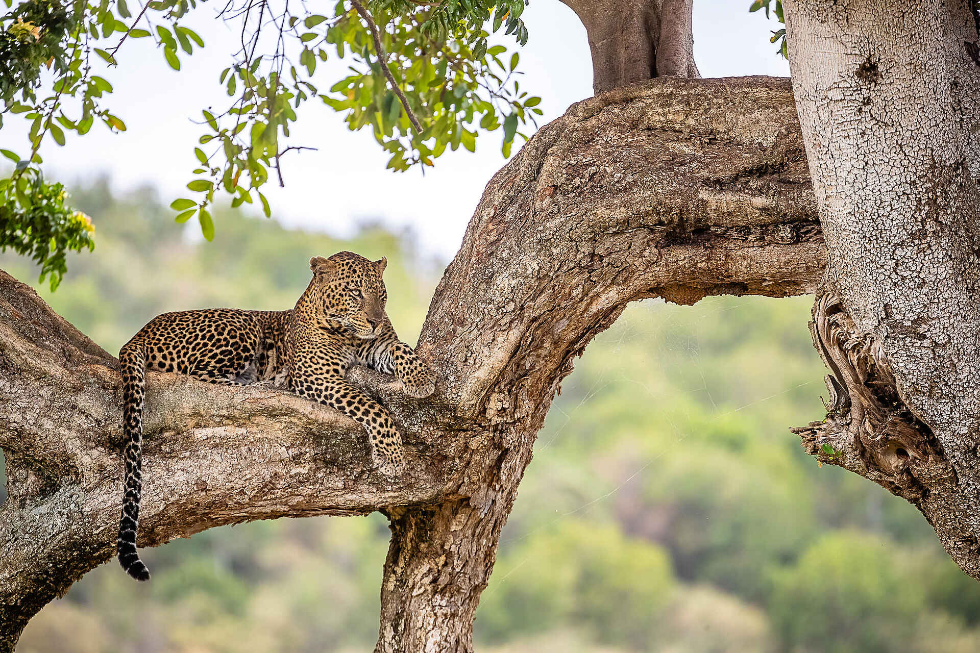 Serian´s Lamai Camp: Leopard