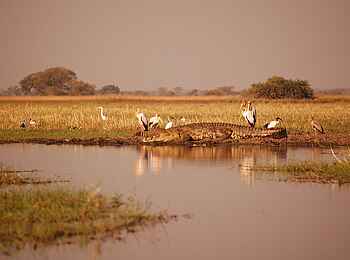 Shumba Camp: Krokodil Shumba Camp: Krokodil