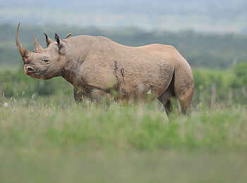 Ulusaba Rock Lodge: Nashorn