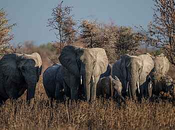 Usangu Expedition Camp: Elefanten Usangu Expedition Camp: Elefanten