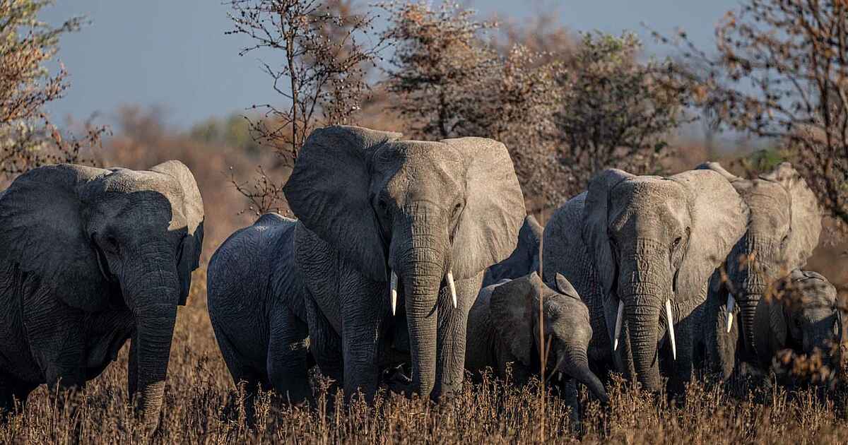 Usangu Expedition Camp, Ruaha, Tansania