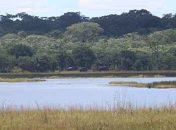 Wasa Lodge: Elefanten am Wasa Lake