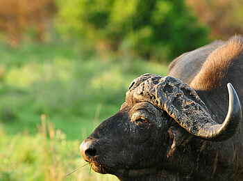 Inyati Game Lodge: Schwarzbüffel