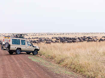 Mara Serena Safari Lodge: Erfolgreicher Game Drive Mara Serena Safari Lodge: Erfolgreicher Game Drive