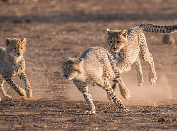 Mashatu Game Reserve: Gepardenspiel