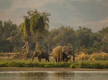 Tusk and Mane Safaris: Elefantenfamilie Tusk and Mane Safaris: Elefantenfamilie