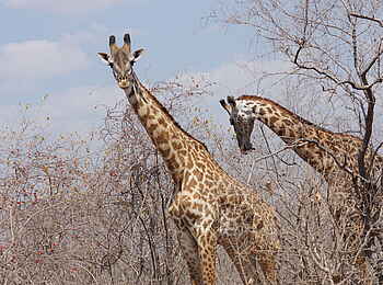 Ubuyu Lodge: Giraffen