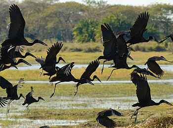 Busanga Bush Camp: Klaffschnäbel im Landeanflug Busanga Bush Camp: Klaffschnäbel im Landeanflug