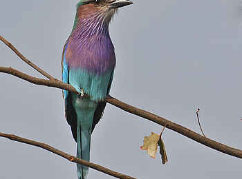 Chilo Gorge Safari Lodge: Gabelracke Chilo Gorge Safari Lodge: Gabelracke