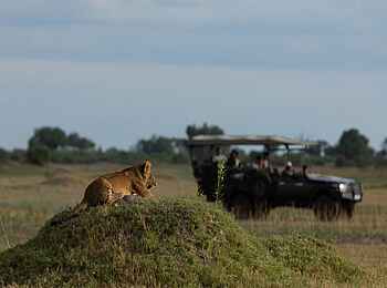 Duba Plains Suite: Pirschfahrt
