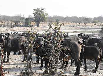 Ghoha Hills Savuti Lodge: Büffel