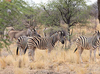 Gmundner Lodge: Zebras Gmundner Lodge: Zebras