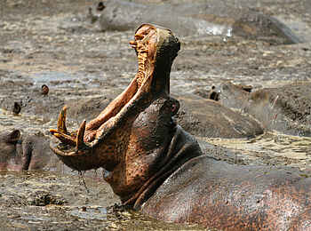 Katuma Bush Lodge: Ein Nilpferd beim Brüllen im Wasser