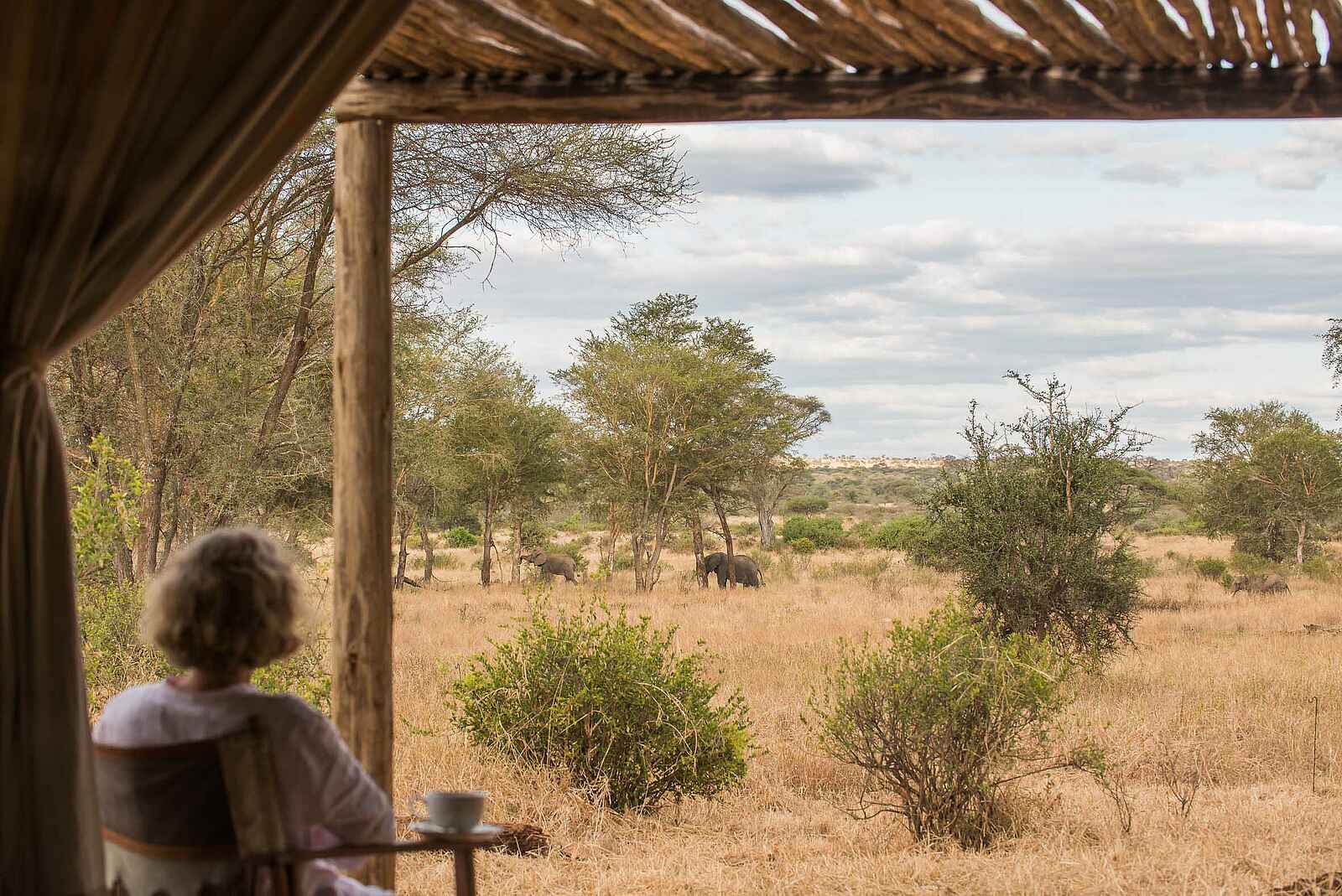 Kuro Tarangire: Elefant im Vorgarten Kuro Tarangire: Elefant im Vorgarten