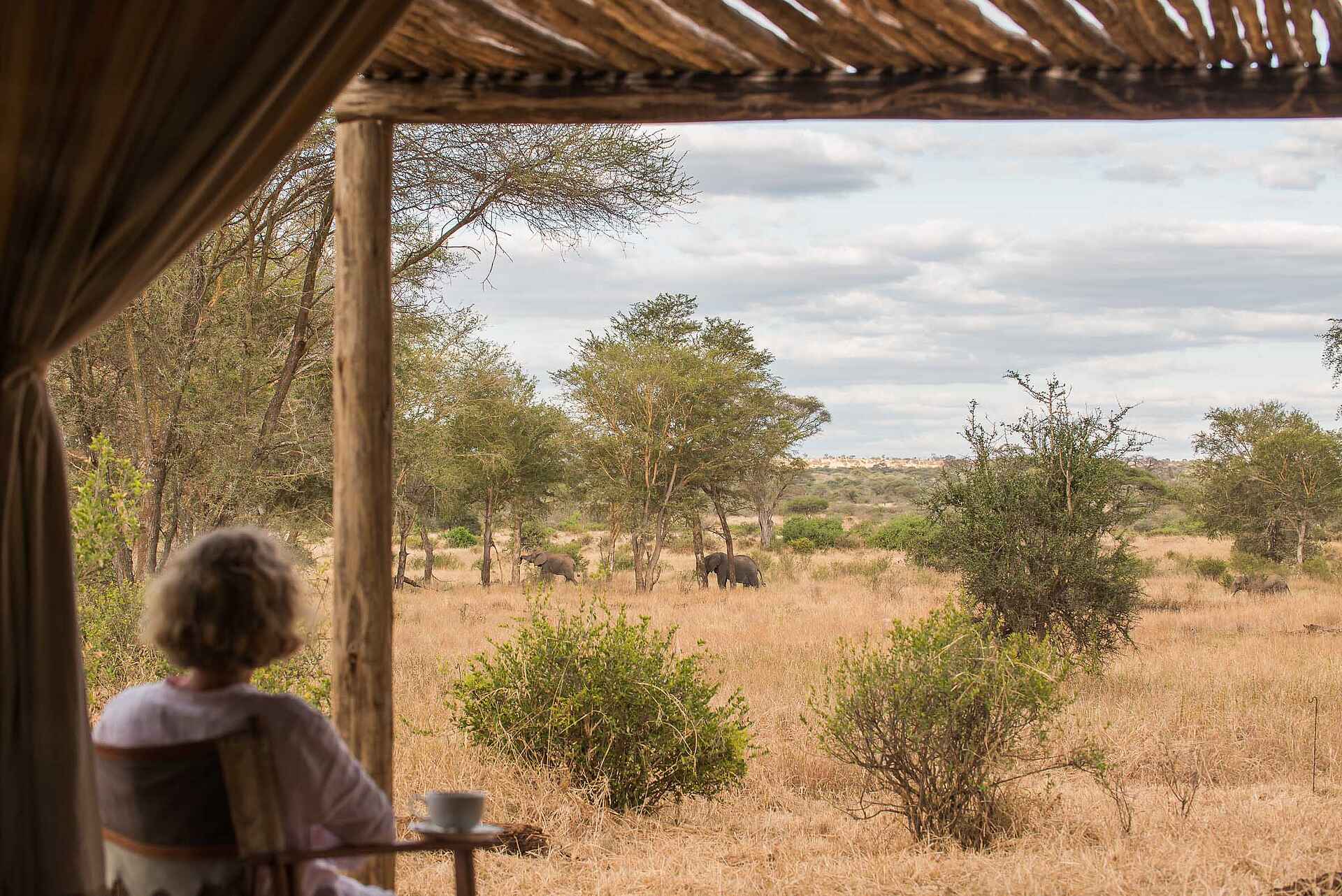 Kuro Tarangire, Elefant, Unterkunft, Veranda, kuro tarangire camp
