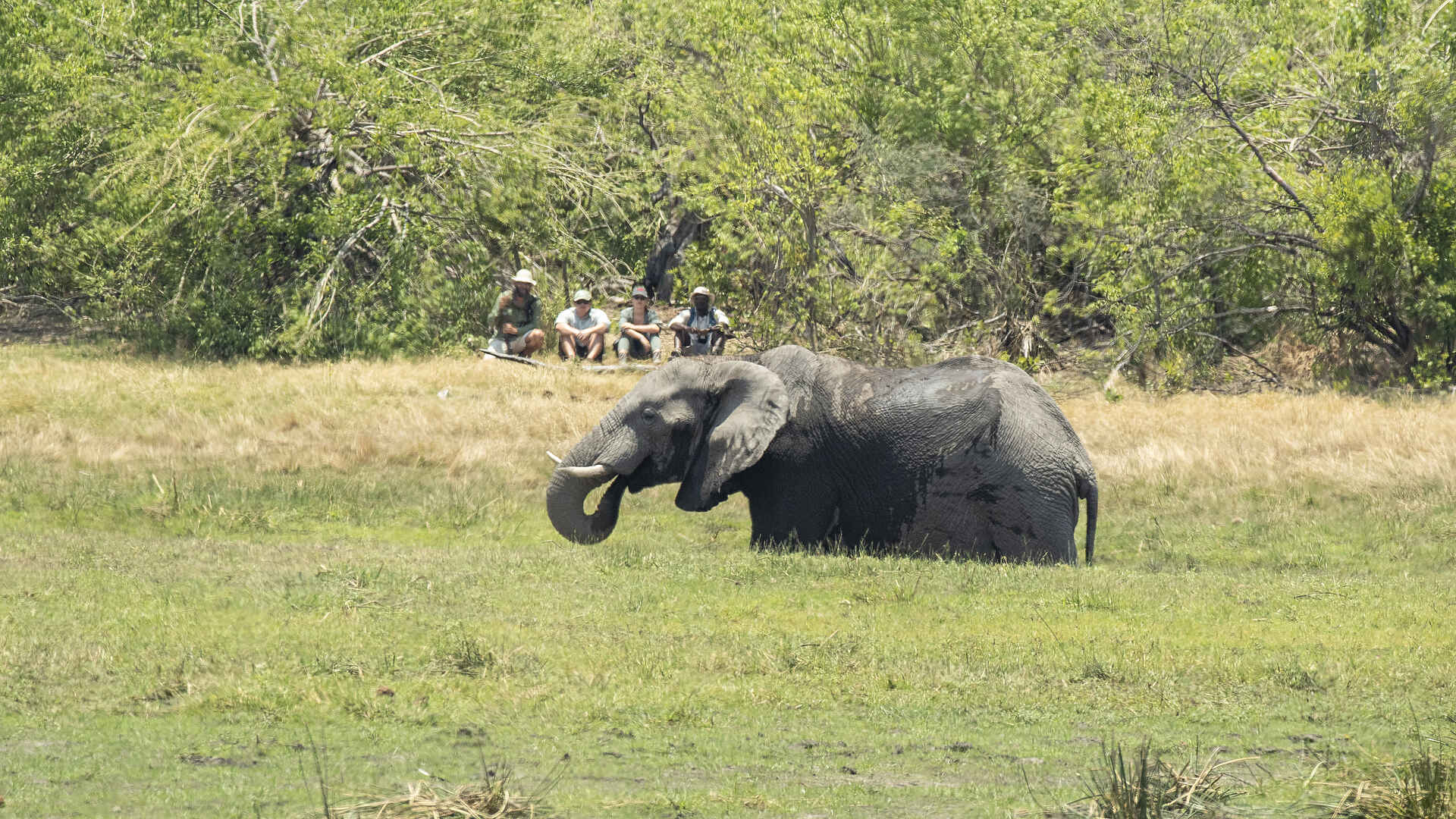 Kweene River Camp: Wandersafari mit Elefant Kweene River Camp: Wandersafari mit Elefant