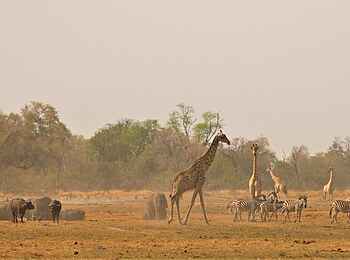 Kweene River Camp: Zebras mit Giraffen und Büffeln
