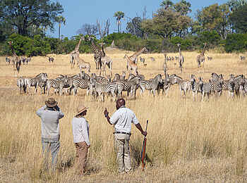 Kwetsani Camp: Wandersafari mit Zebras und Giraffen