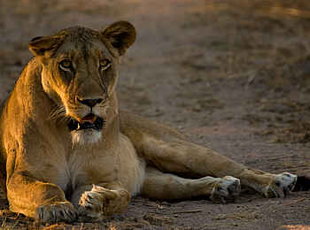 Leopard Lodge: Löwin