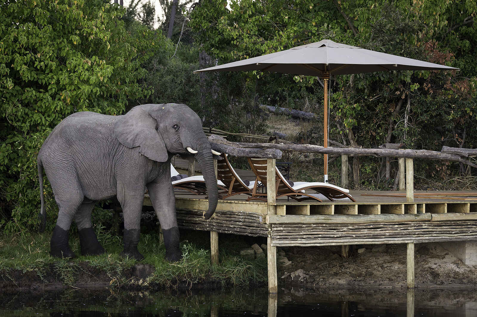 Little Tubu: Elefant neben dem Pooldeck Little Tubu: Elefant neben dem Pooldeck