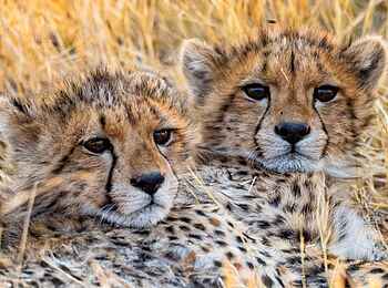 Little Vumbura: Zwei junge Geparde Little Vumbura: Zwei junge Geparde