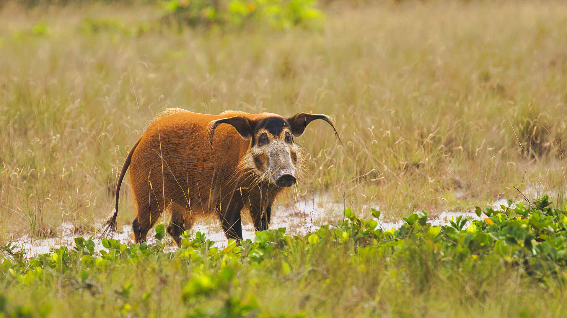 Loango Savannah Camp: Pinselohrschwein