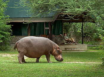 Mvuu Camp: Nilpferd vor Gästechalet