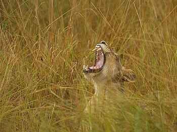 Norman Carr Safaris: Gähnende Löwin