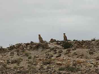 Rooiputs Lodge: Gepardenfamilie