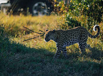 Sediba Sa Rona Lodge: Leopard