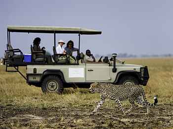 Shumba Camp: Gepard Shumba Camp: Gepard