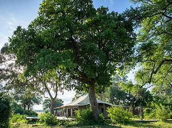 Tembo Plains Camp: Im Schatten der Bäume