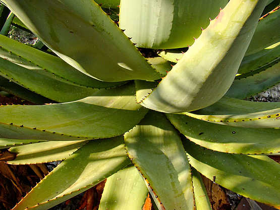 Vingerklip Lodge: Aloe-Pflanze im Garten der Lodge