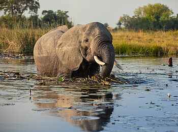 Zarafa Camp: Elefant im Wasser Zarafa Camp: Elefant im Wasser