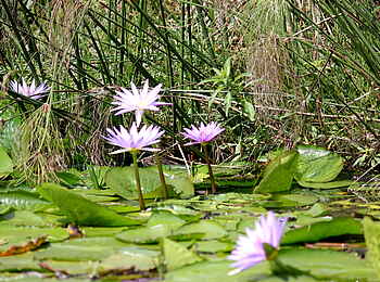 2 Friends Beach Hotel: Seerosen