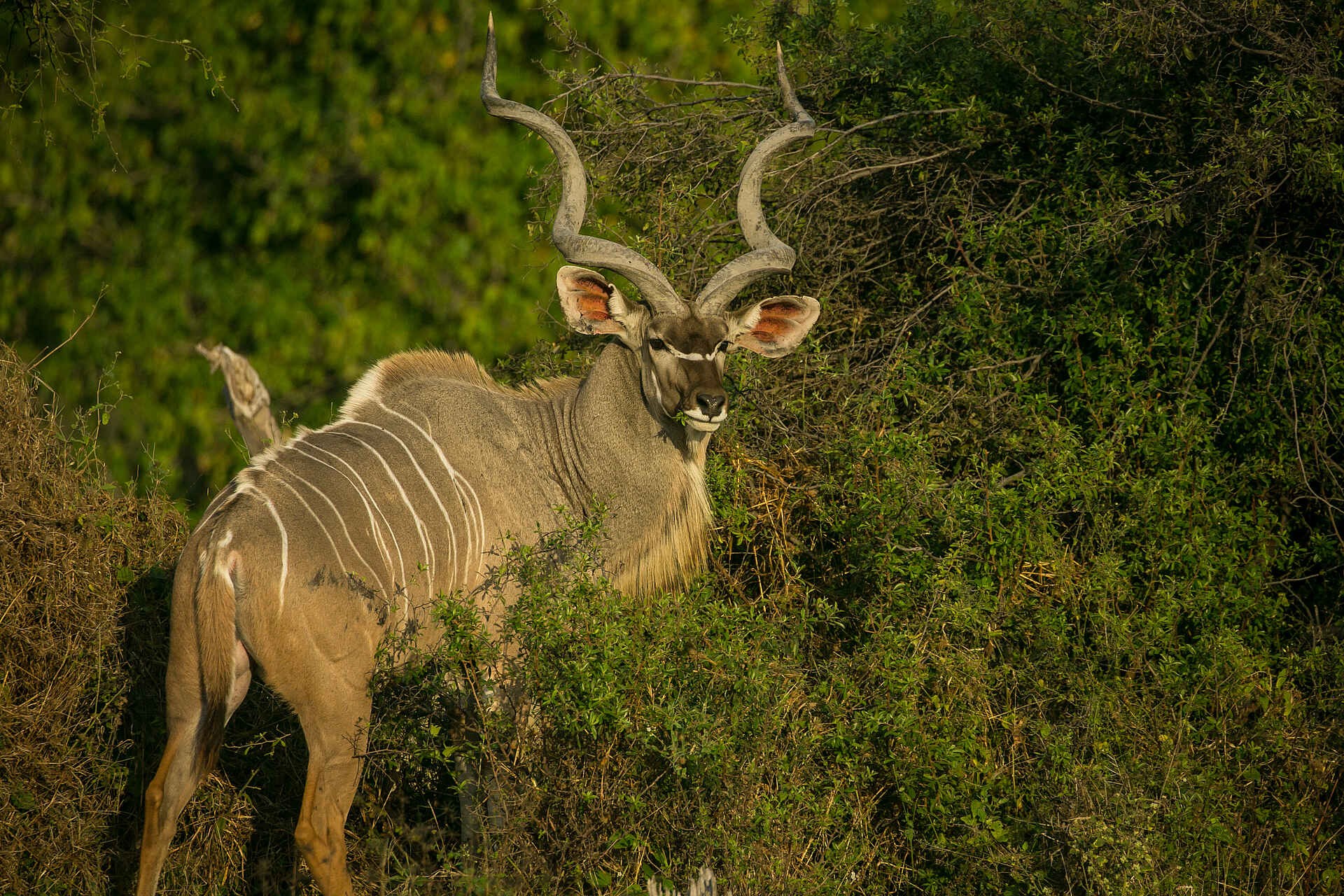 Bushman Experience, Bushman Plains Camp, NG 12, Okavango Delta, Kudu, Tragelaphus strepsiceros, Afrikarma, Afrikarma Safaris, Afrikarma Safaris - Wildnis. Hautnah., Afrikarma.de