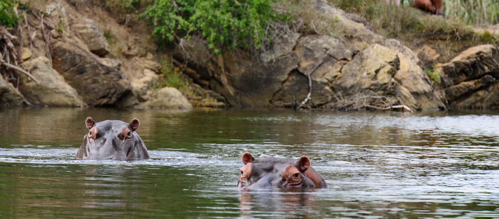 Kariega Settlers Drift Lodge: Nilpferde beim Baden fotografieren Kariega Settlers Drift Lodge: Nilpferde beim Baden fotografieren