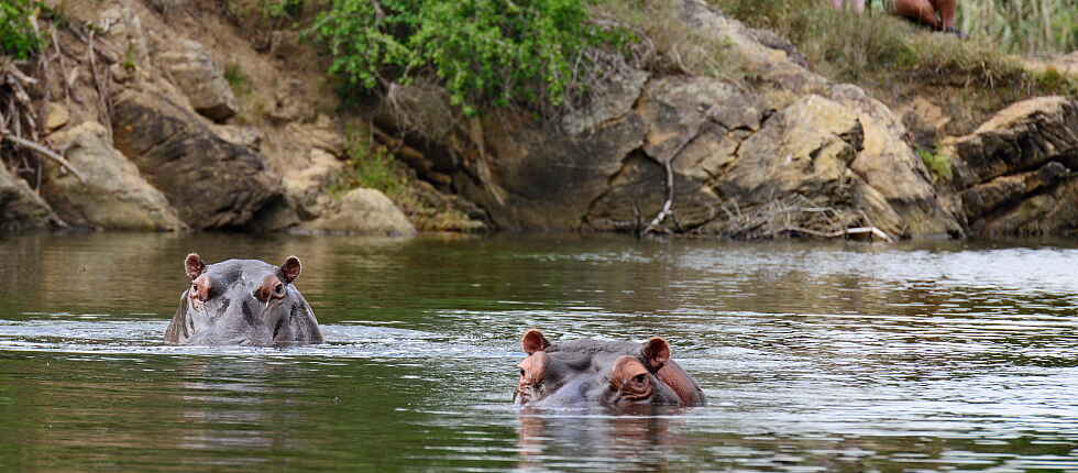 Garden Route, Kariega Game Reserve, Kariega Settlers Drift Lodge, Südafrika, Nilpferde