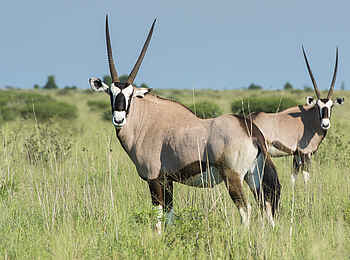 Leopard Plains: Oryxantilopen Leopard Plains: Oryxantilopen