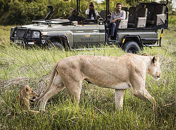 Mombo Camp: Löwin mit Nachwuchs Mombo Camp: Löwin mit Nachwuchs