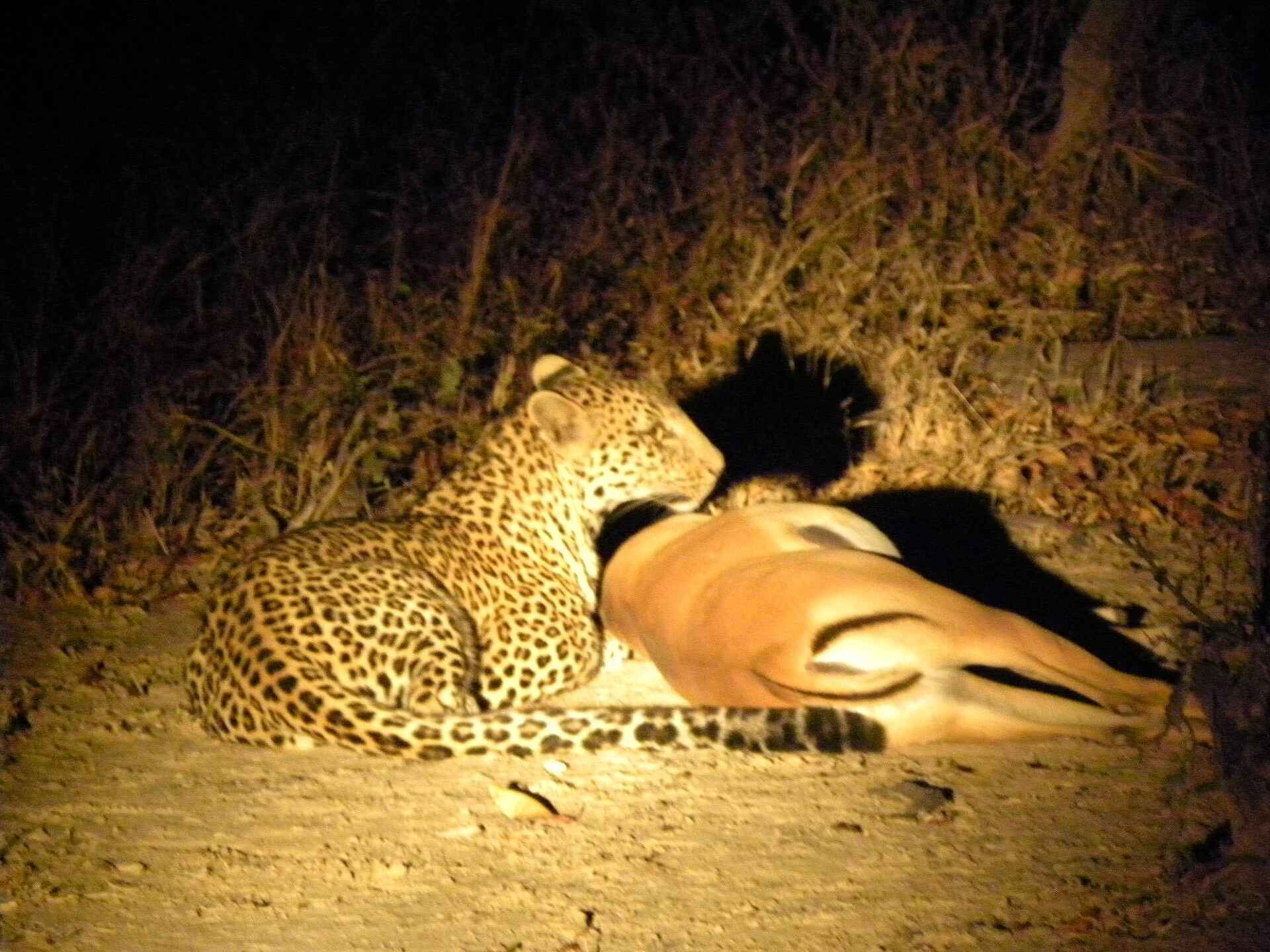 Brett May, Luangwa River, Lutaba River, North Luangwa River Lodge and Camp, Game Drive, Impala, Leopard, Afrikarma, Afrikarma Safaris, Afrikarma Safaris. Wildnis. Hautnah., Afrikarma.de