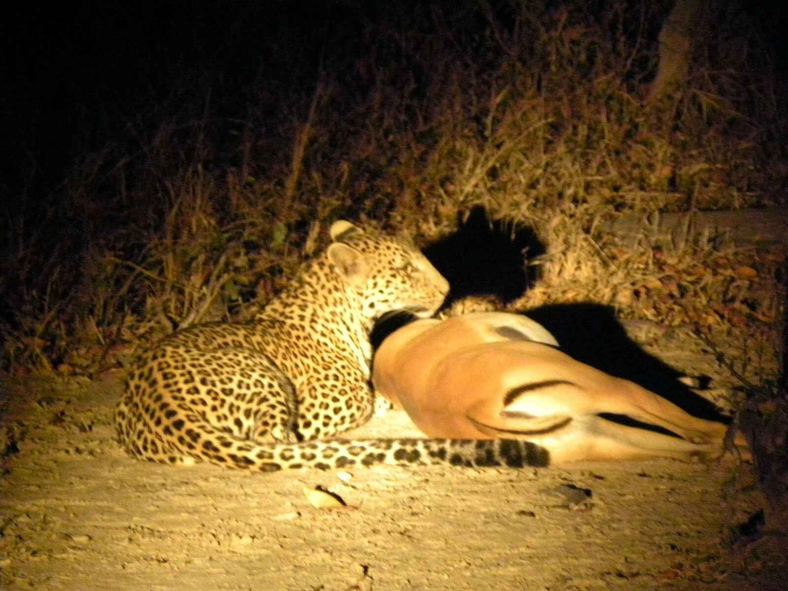 North Luangwa River Lodge and Camp: Leopard mit Beute North Luangwa River Lodge and Camp: Leopard mit Beute